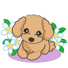 fluffy brown poodles
