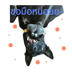 Natcha_20190406202324