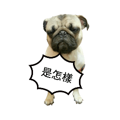 Steamed Bun the Naughty Pug