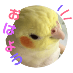 Cockatiel  Coo