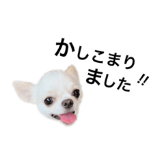 chihuahua stickers by hota_chee 2
