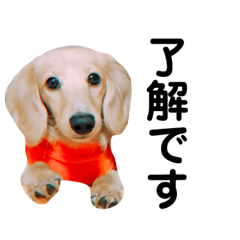 My name is Mitarashi.Dachshund