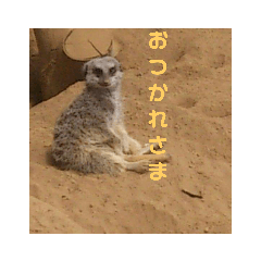 Animal Paradise!