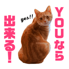 I am a Chiffon ! 5