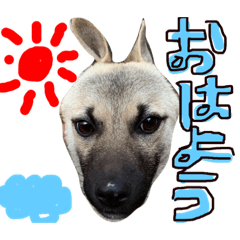 greeting with dog