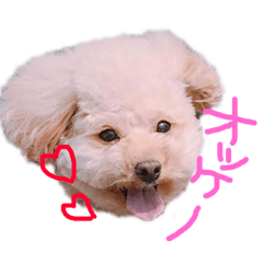 chamichan1