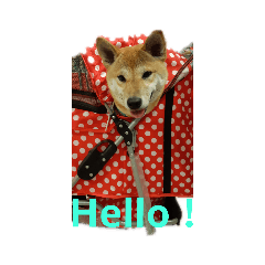 可愛的柴犬樂樂