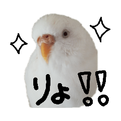 白インコ