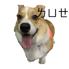 Duke the Corgi