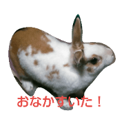 kanmidourakuko_20190404192627