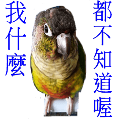 Seven parrots-FeiFei