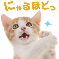 Cat stickers for cats lover