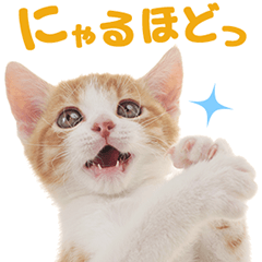 ねこちゃん好きにおくるねこちゃんスタンプ