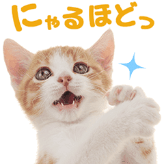 韓国語 選択 聖書 猫 ちゃん 画像 Noisapositiveword Org