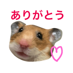 Everyday of Golden hamsters Honey
