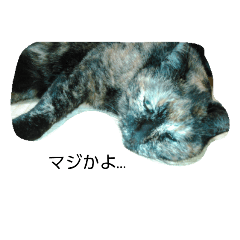 It is the stamp of domestic cats