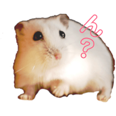 hamster tamago