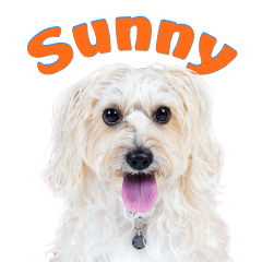 Sunny cute Sticker