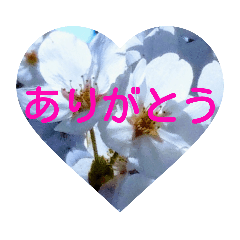 Heart cherry blossom