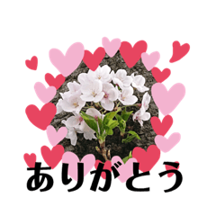 harupon_20190409231556