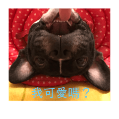 臭哈啾