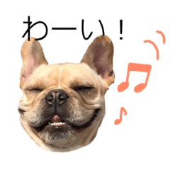 frenchbulldog_poco
