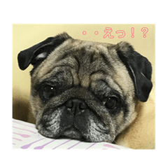 Shinnosuke.T