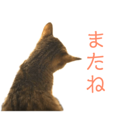 neco nacchan