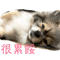 可愛小不敵