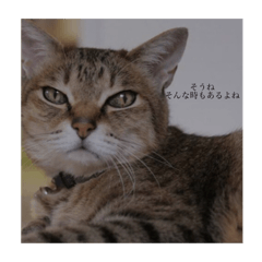 cat kijitora tora