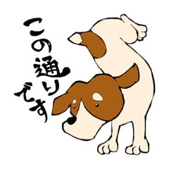 maromayu Jack Russell Terrier