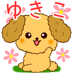 Only for Toy Poodle everyday Yukiko