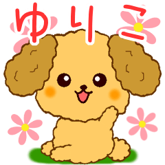 Only for Toy Poodle everyday Yuriko
