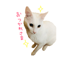 White kitty "Chiro"