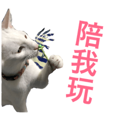 搗灰白貓