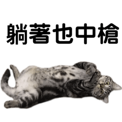 美國短毛貓Mina-（4）