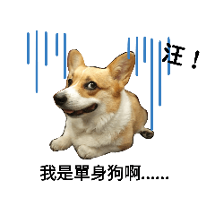 Milu是一坨柯基犬