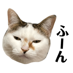 Simamike_cats2