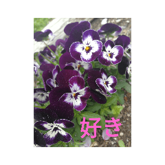 pafu_20190411145651