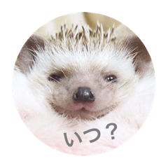 Questions from the hedgehog