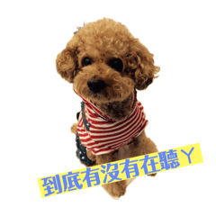 我的NINI～可愛紅貴賓