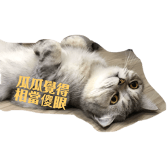 Qua Qua is a cat_20190411052012