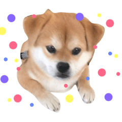moco mam_20190407161113
