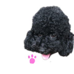 QQ阿秋！