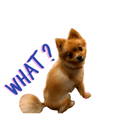 little foxy dog