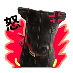 Taiwan Black Dog-Star