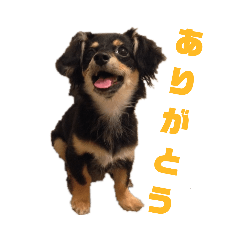 Charlie_20190325111310