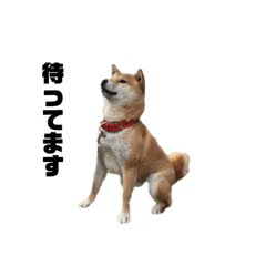 Japanese Dog Shiba : Sora