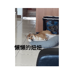 小小倫