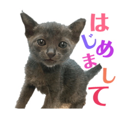 Russian Blue Ginjiro